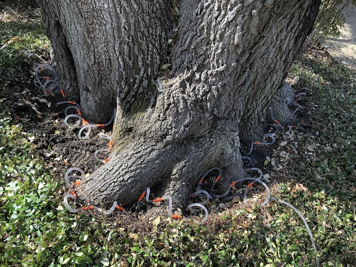 Detailed Tree Cabling and Bracing job site in Penhook